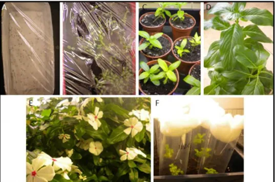 Figure 11. Catharanthus roseus plants at different developmental stages. A. Seeds germinating on filter paper