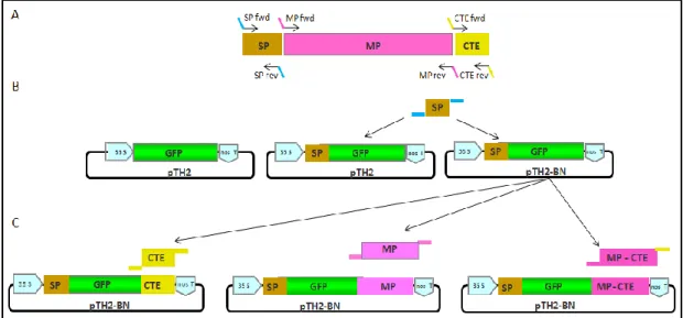 Figure 13. Schematic  representation of the cloning strategy followed to obtain the AtPrx34-GFP constructs