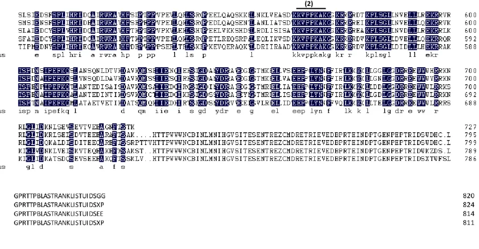 Figure  1.  Multiple  sequence  alignment  of  the  deduced  amino  acid  sequence  of  P