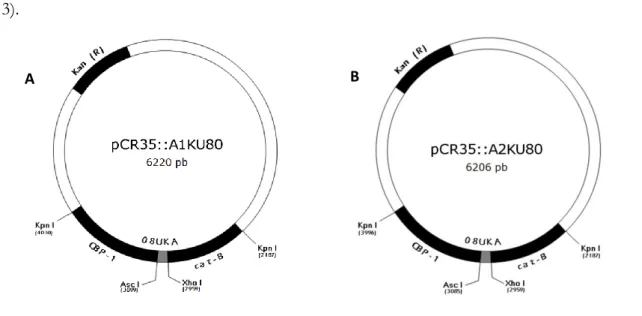 Figure  2.  Nucleotide  and  deduced  amino  acid  sequence  of  the  incomplete  ORF  of  P