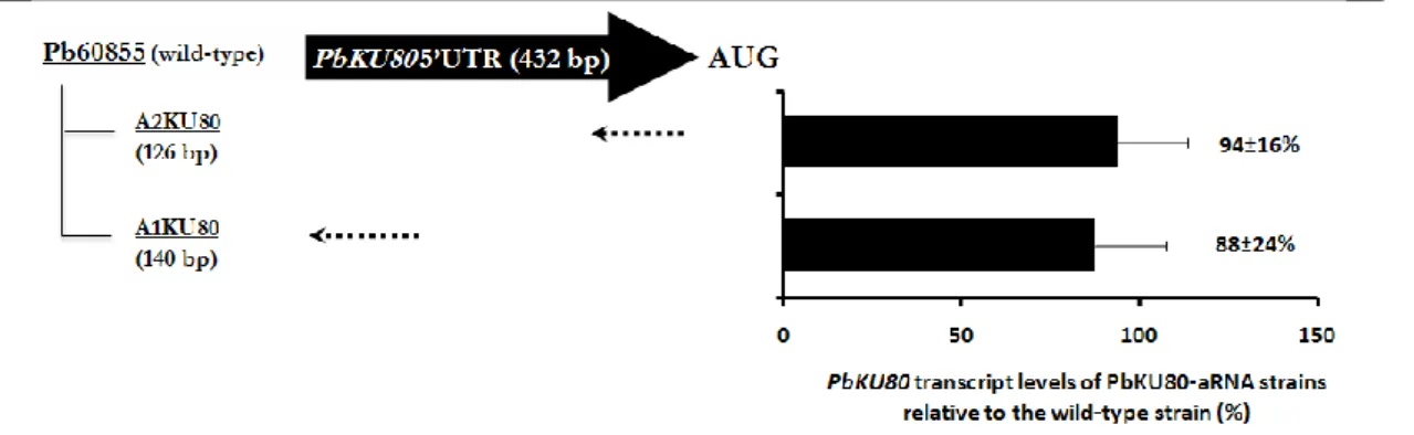 Figure 8. Silencing of PbKU80 from P. brasiliensis 60855 by targeted antisense RNA (aRNA) expression in P