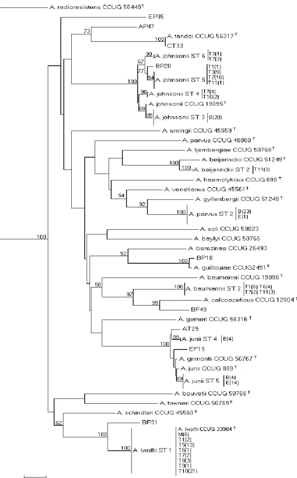 Figure 6. Dendrogram expressing the recA similarity between isolates was generated using  the neighbour-joining method based on the model of Jukes &amp; Cantor with 1000 Bootstrap  simulations