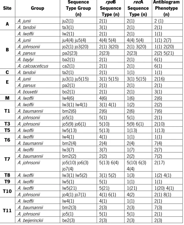 Table 4. rpoB and recA sequence types crossed with local o isolation and antibiogram  phenotypes  Site  Group  Sequence  Type Group  (n)  rpoB  Sequence Type (n)  recA  Sequence Type (n)  Antibiogram Phenotype (n)  A  A