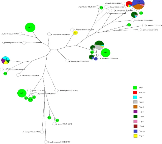 Figure 7. Maximum Parsimony tree constructed on basis of the rpoB and recA concatenated  sequences, with the isolates classified according to the isolation site (colors) and ST (circles)