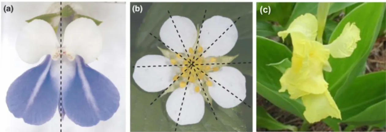 Figure 3 - Types of floral symmetry: (a) Zygomorphic flower (one symmetry plane); (b) Actinomorphic  flower  (more  than  one  symmetry  planes);  and  (c)  Asymmetric  flower  (no  symmetry  planes)