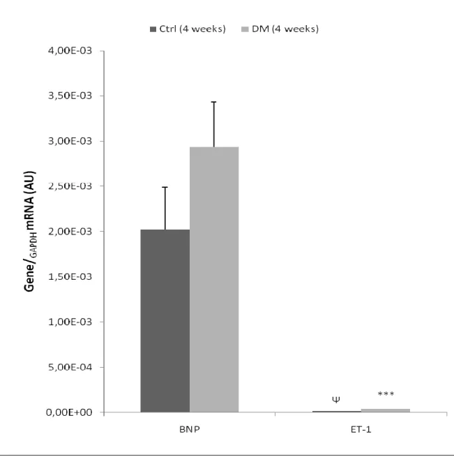 Figure  3  |  Expression  of  BNP  and  ET-1  genes,  in  left  ventricle  heart  samples  of  four-week  animals,  collected after treatment