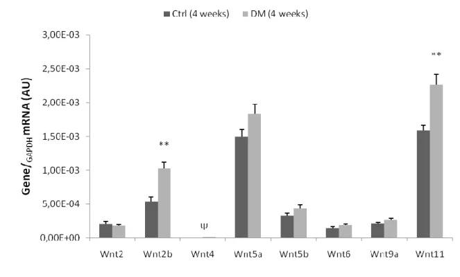Figure 4 | Expression of  Wnt genes, in left ventricle heart samples of four-week animals, collected after  treatment