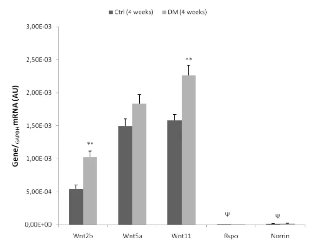 Figure  7  |  Expression  of  relevant  Wnt  and  unrelated  Wnt  genes,  in  left  ventricle  heart  samples  of  four- four-week animals, collected after treatment