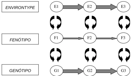 Fig.  13.  Modelo  de  regulação  do  desenvolvimento  com  transacções  entre  o  genótipo, fenótipo e “environtype” (Sameroff e Fiese, 2000, p.143)