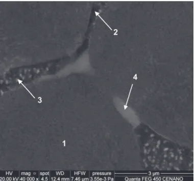 Figura 4. Aspecto microestrutural da condição de  envelhecimento por 200h observada por microscopia eletrônica 