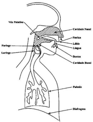 Figura 14 | Aparelho fonador humano (adaptado de Deller  et al. , 1993) 