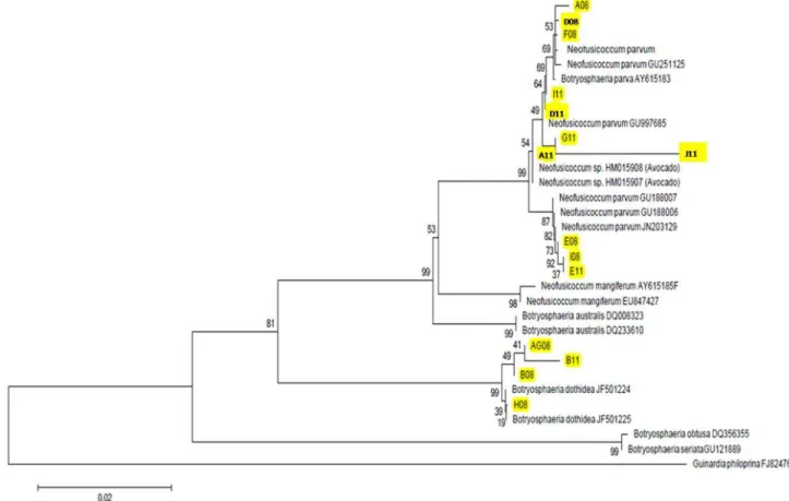 Figura 2. Árvore filogenética dos isolados de Fusicoccum de abacate processados pelo programa Mega 5.05 utilizando o método “jukes-cantor” 