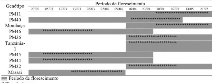 Figura 2. Período de florescimento e pico da cárie do sino de dez genótipos de Panicum maximum