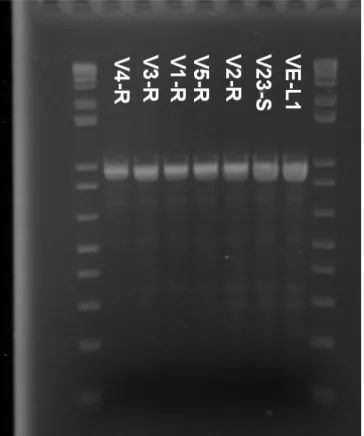 Figura 2. Gel de agarose 1% para visualização da variação no tamanho  dos fragmentos. 1Kb Plus DNA Ladder.
