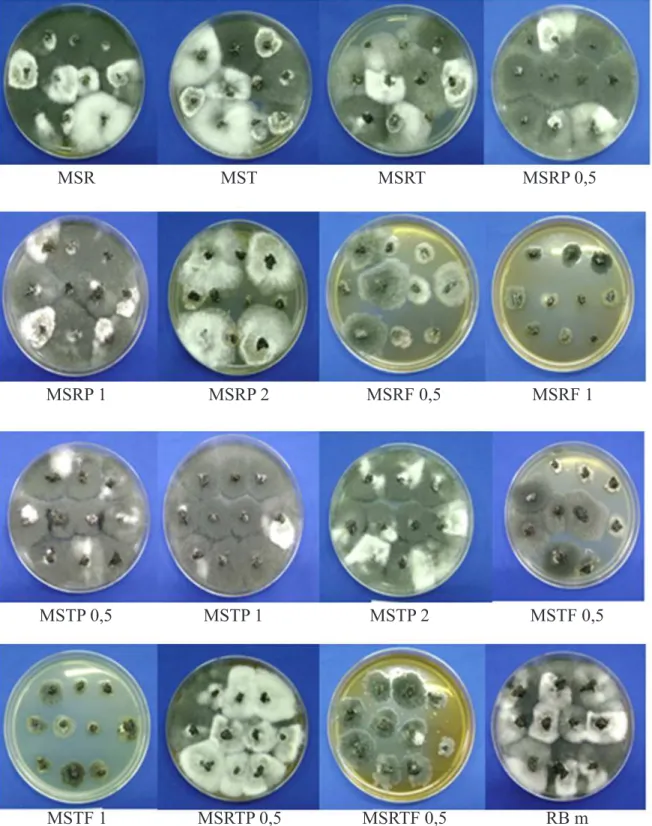 Figura 1. MSR= meio seletivo com rifampicina; MST= meio seletivo com tetraciclina; MSRT= meio seletivo com rifampicina e tetraciclina; MSRP 0,5; 1 e 2= 