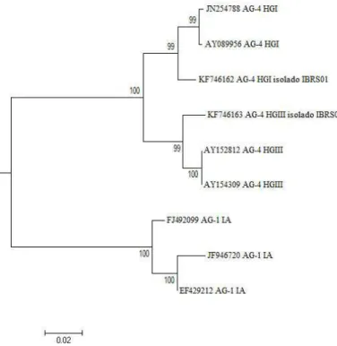 Figura 2. Árvore filogenética exibindo a relação entre os isolados de Rhizoctonia solani AG-4 subgrupos HGI e HGIII e de R