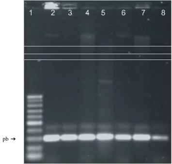 FIGURA  1. Análise  eletroforética  em  gel  de  agarose  (1%)  de  5mL  dos produtos  amplificados  por  PCR  para  a  confirmação  da  identidade  dos isolados Cff utilizando-se os  primers descritos  por Tegli et  al