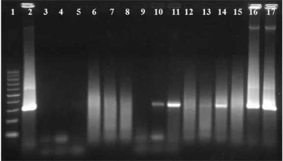 Figura  3. Análise  eletroforética  em  gel  de  agarose  (0,7%)  de  5L  dos  produtos  amplificados  pelo  método  de  concentração  de  extrato  com  volume  de  80 mL; 1  Lote  1,  2  Lote  2, 3  Lote  3,  4  Lote  4,  5  Lote  5,  6  Lote  6,  7  Lot