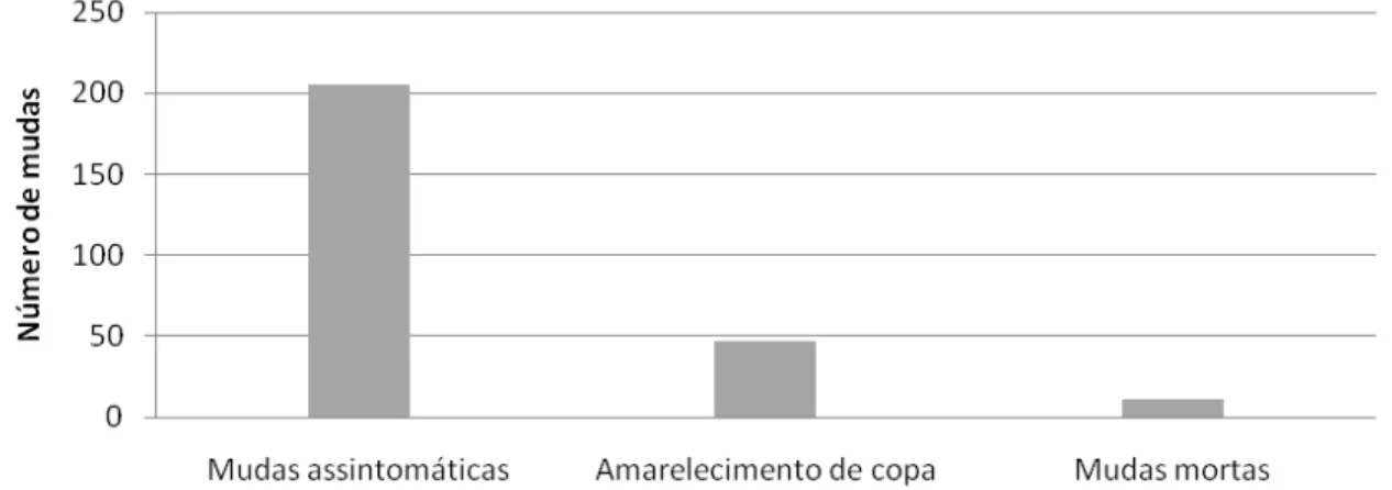 Figura  1.  Quantificação  de  sintomas  da  murcha  por  Ceratocystis  em  mudas  clonais  de  eucalipto