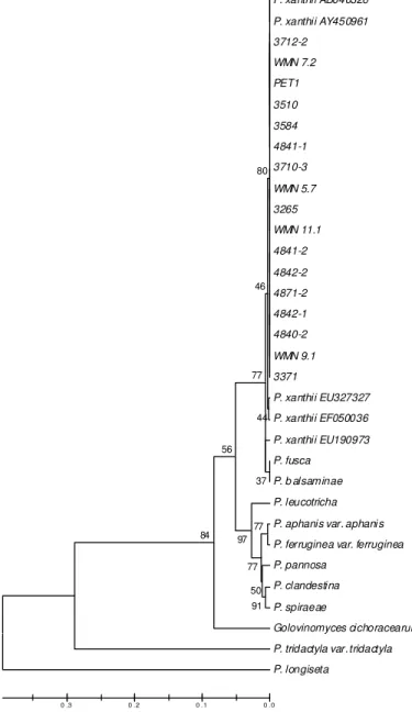 Figura  2  –  Árvore  filogenética  de  isolados  de  P.  xanthii  inferida  pelo método  Neighbour-Joining  com  base  na  sequência  da  região  ITS  5.8S
