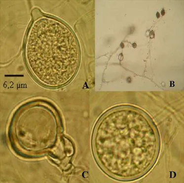 Figura  1. Comprimento  das  lesões  em  ramos  destacados  de  acácia-negra inoculados  com  os  isolados  de  Phytophthora  sp