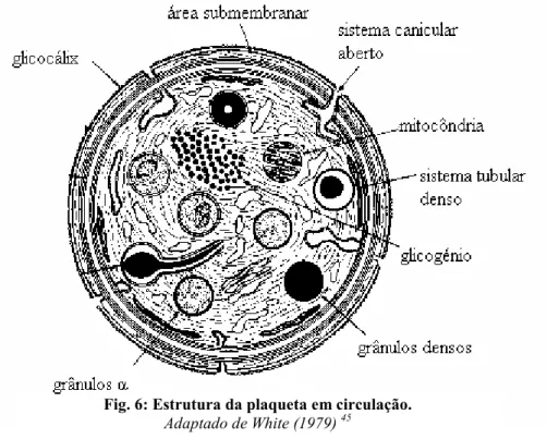 Fig. 6: Estrutura da plaqueta em circulação. 