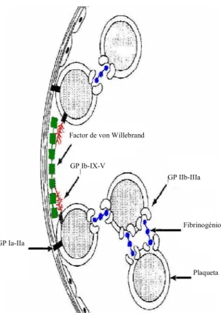 Fig.  7:  Principais  glicoproteínas  envolvidas  nas  interacções  plaqueta-plaqueta  e  plaqueta-matriz  endotelial