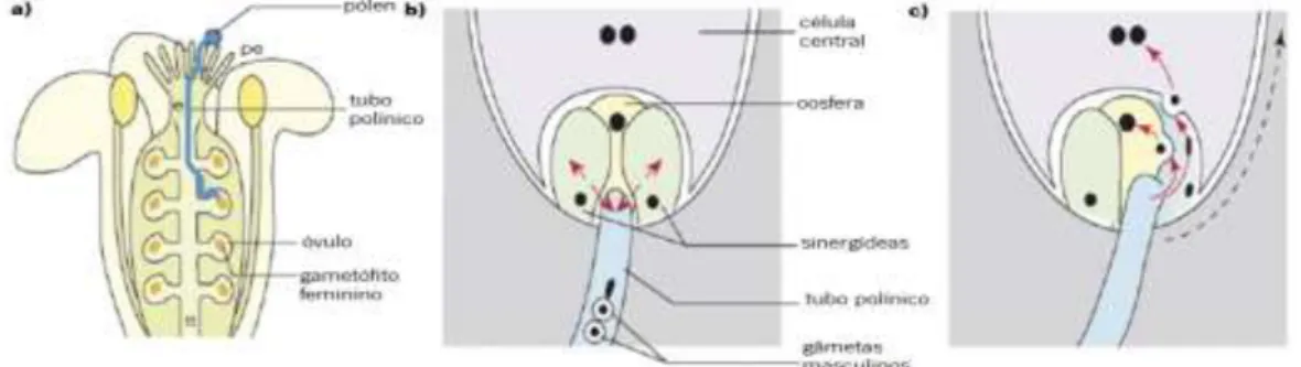 Figura 1.1 – Representação esquemática da dupla fecundação. a) Germinação do TP à superfície do estigma e seu  crescimento ao longo do estilete e tecido de transmissão até atingir o GF