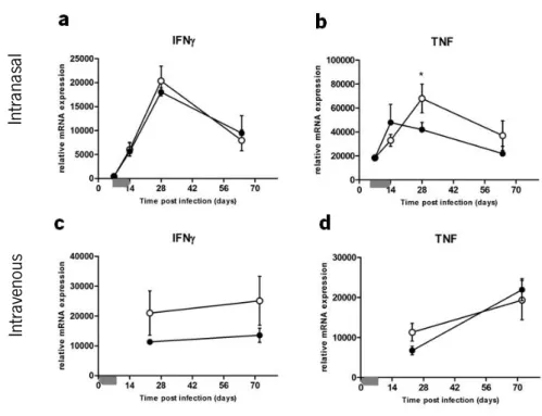 FIGURE 7.  Early over-expression of IL-10 does not impair the expression of IFNγ and TNF after  intranasal or intravenous infection