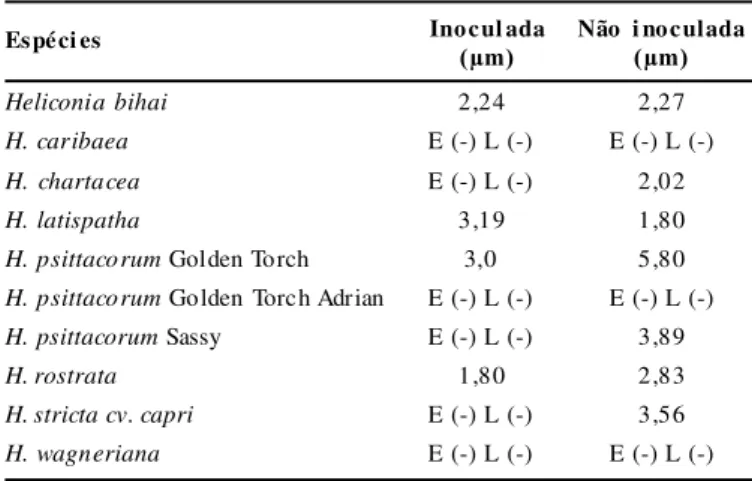 Figura 2.  Secção  transversal  das  raízes  de  Heliconia  psittacorum  Golden Torch  (A), H