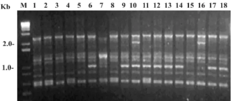 Figura  1.  RAPD-PCR  utilizando  o  primer  OPH-18. As  colunas  1  a  18 correspondem  ao  DNA  dos  isolados