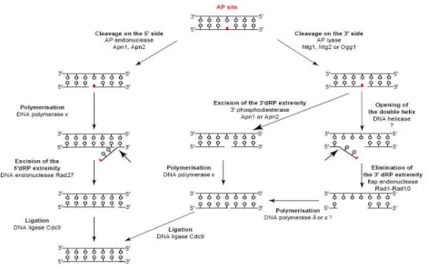 Figure 1 - Illustrative representation of BER and NER of AP sites in S. cerevisiae [1]