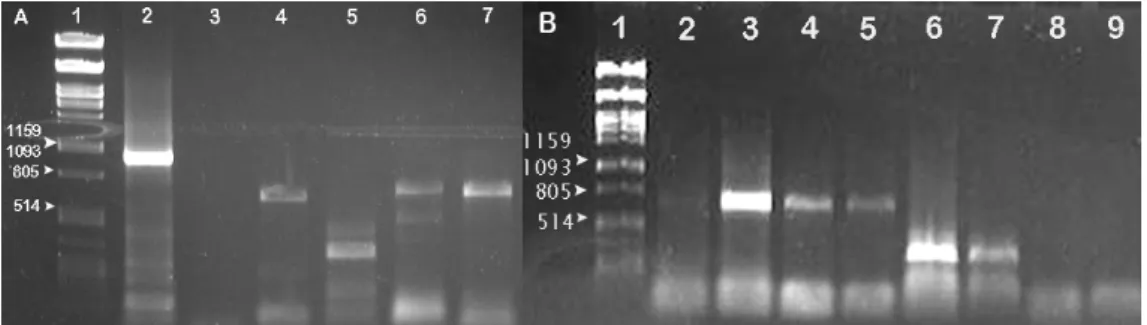 Figure 6:  Amplification of a portion of the genes under study by PCR. A: first reaction with an annealing temperature of 50ºC