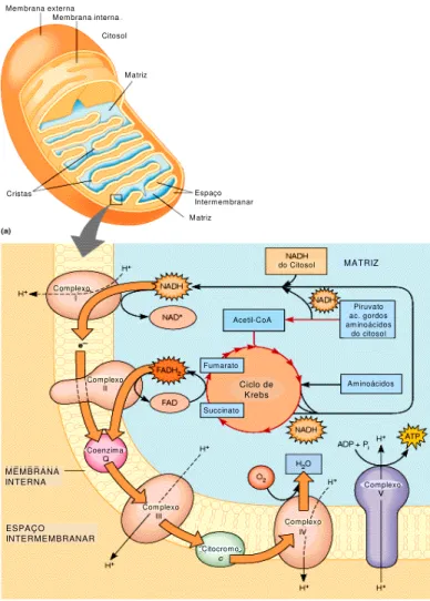 Figura 1. Representação esquemática da mitocôndria, e da localização das enzimas da cadeia  respiratória  mitocondrial  (CRM)  e  outras  vias  metabólicas  importantes  (adaptado  de  http://www.awl.com/mathews/ch01/frames.htm)