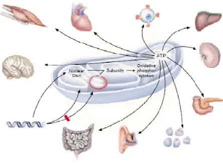 Figura 4. Heterogeneidade dos órgãos afectados por citopatias mitcondriais [6].