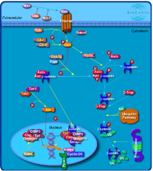 Figure 2. Overview of the Wnt signaling pathway [BIOCARTA, www.biocarta.com].