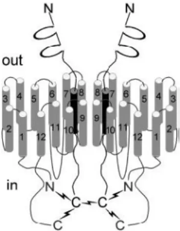 Figure  11.    Hypothetical  model  of  the  topology  of  CD147  and  MCT1  in  the  plasma  membrane  [Wilson  et  al, 2002]