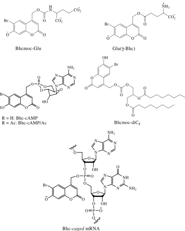 Figura 9. Exemplos de biomoléculas caged com o grupo Bhc. 