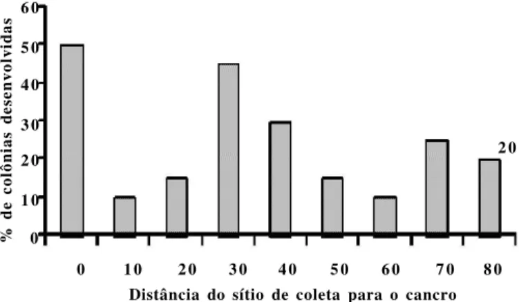Figura  1.  Porcentagem  de  colônias  de  Lasiodiplodia  theobromae, desenvolvidas em BDA, a partir de tecidos de cajueiro conforme a distancia do cancro (ponto zero)