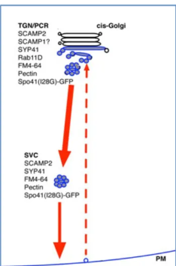 Figura  1.3  -  Modelo  da  localização  e  trânsito  intracelular  de  SCAMP2  em  células  BY-2