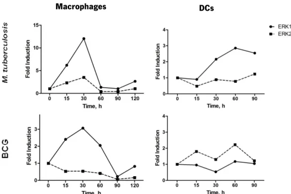 Figure  3  –  M.  tuberculosis -stimulated  macrophages  earlier  and  stronger  activate  ERK  phosphorylation as compared to DCs