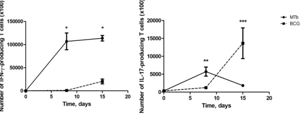Figure 5 - Differential Th responses are induced by  M. tuberculosis  or BCG during an  in vivo infection