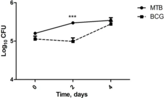 Figure 6 – The growth of  M. tuberculosis  in infected macrophages is faster than the growth  of BCG