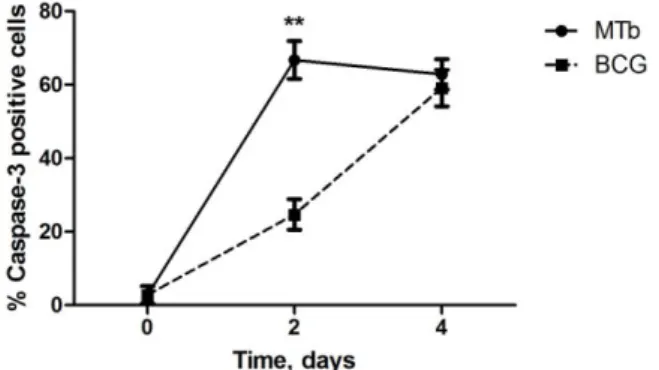 Figure 8 – M. tuberculosis  induces high rates of caspase-3-mediated apoptosis at early time  points post-infection