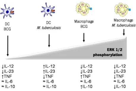 Figure 9 – Levels of ERK 1/2 phosphorylation induced by  M. tuberculosi s or BCG dictate the  differential cytokines production by macrophages and DCs.