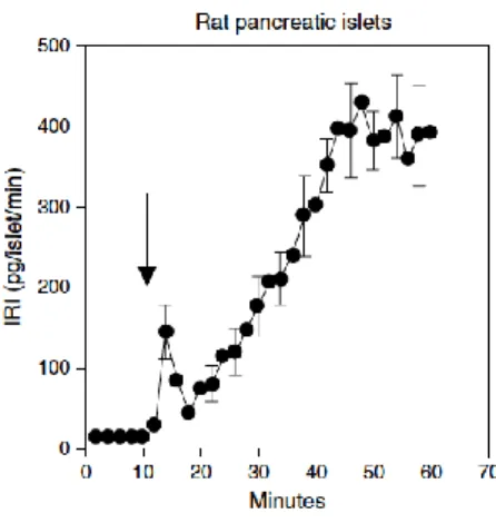 Figure 6 – Biphasic profile of glucose-induced insulin  secretion (from Straub and Sharp, 2002)