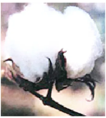 Figura 2. 14 - Flôr do algodoeiro. Fonte: http://www.castilhos.com.br. Visitado em 25/06/09 
