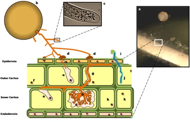 Figure  1|  Schematic  representation  of  plant  root  endosymbioses  with  AM  fungi  and  nodulating  bacteria