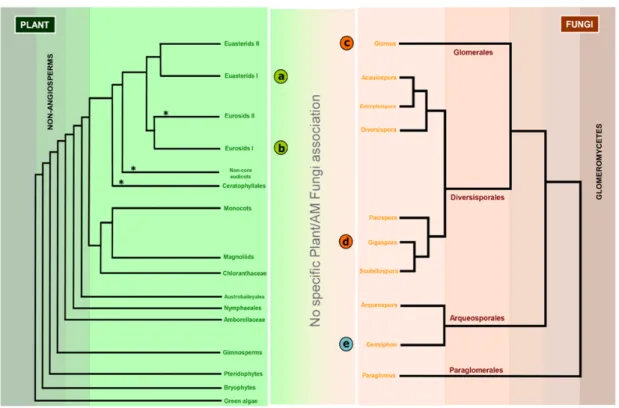 Figure  3|  Inter  Kingdoms  symbiotic  species  relationships.  Mycorrhizal  fungi  belonging  to  the  phylum  Glomeromycota (+- 200 species) can establish endosymbiotic relationships with the vast majority of plants roots  (around 80%)