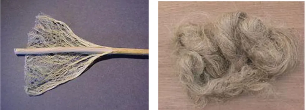 Figura 1 e 2: Fibras do caule do cânhamo e fibras de cânhamo  Fonte: http://pt.wikipedia.org/wiki/C%C3%A2nha 